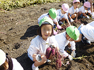 お芋堀りの様子2