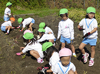 お芋堀りの様子4